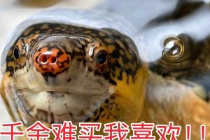 蛋龟（探索蛋龟的独特生态与生活方式）
