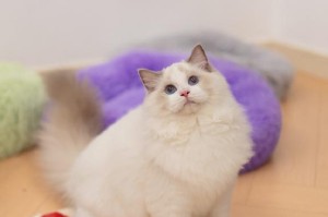 以小猫什么颜色最好（探讨小猫的颜色选择及其影响因素）