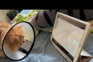 为什么猫不喜欢戴项圈？（探寻猫咪对项圈的抗拒心理）