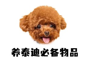 养一只泰迪犬要花多少钱？（了解养泰迪犬的经济成本及注意事项）