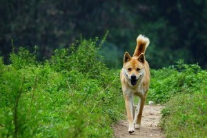 中华田园犬训练指南（打造听话乖巧的爱宠）