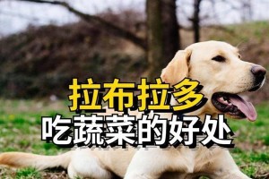 狗狗的健康选择（为您的爱宠选择最佳的青菜饮食方案）