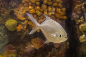 蓝曼龙鱼与其他鱼类的混养之道（打造和谐共生的水族箱环境，）