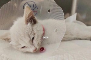 猫咪发烧的症状及应对措施（了解猫咪发烧，宠爱它从关心健康开始）