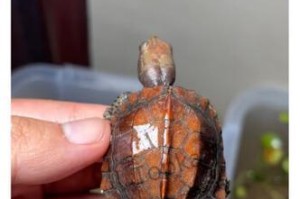 半水陆龟的生活与习性（探秘半水陆龟的生态之谜）