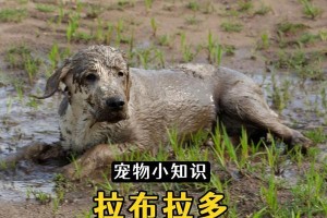 拉布拉多的洗澡技巧（如何为拉布拉多提供舒适的洗澡体验）