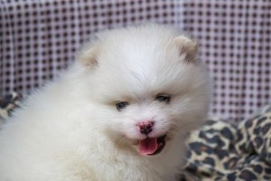 温顺可爱的狗狗-理解与培养（探索如何培养一只温顺的狗狗）