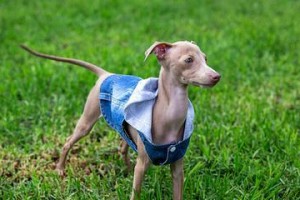 意大利灵缇犬的饲养方法（掌握这15个要点，让你的灵缇犬健康快乐生活）