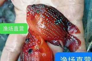 暗带蝴蝶鱼的饲养方法（了解暗带蝴蝶鱼，打造专属水族箱）