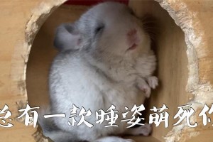 龙猫的致命疾病（揭秘导致龙猫死亡的罕见疾病及其预防措施）