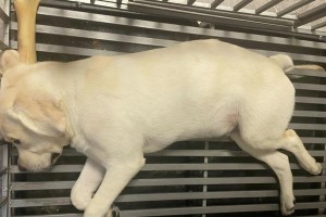 如何正确喂养2个月大的金毛犬（科学饲养策略及营养要点）