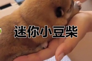 挑选不掉毛的狗狗，让你的家更干净整洁（了解这几种不掉毛的狗狗，选择适合你的理想宠物）