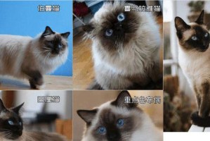 巴厘猫的饲养方法（做好这些，让你的巴厘猫健康成长）