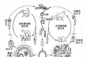 探秘绦虫的奥秘（解析绦虫的特征、生活习性和分类）