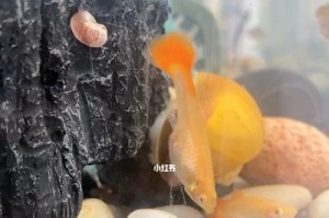 孔雀鱼的初生之物——刚出生的孔雀鱼应该吃什么？（孔雀鱼刚出生的食物需求及适宜饲养方式）