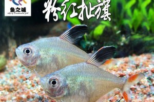 解密新购扯旗鱼频繁死亡的原因（扯旗鱼死亡困扰，如何保护水族宠物？）