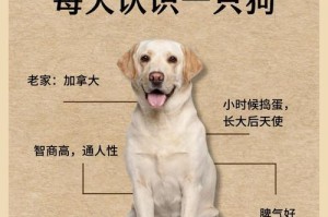 拉布拉多犬纯种分析与不同毛色的价格差异（探究拉布拉多犬的纯种分类以及各种毛色的市场价值）