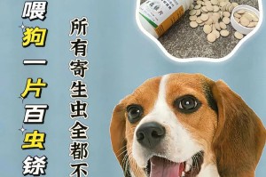 金毛幼犬驱虫指南（选择合适的药物保护宝贝金毛的健康）