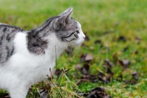 两个月小猫为啥啃草（探究小猫啃草的原因及对其健康的影响）