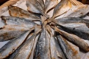 为什么鱼不上来吃食？（探秘鱼类食物选择的奥秘）