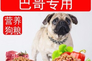 巴哥犬日常饲养的三大注意事项（巴哥犬饲养关注点、健康与安全细节）