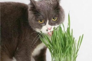 猫草喂食指南（宠物猫如何正确喂食猫草）