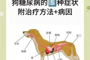 糖尿病犬病逝前的症状（揭秘糖尿病犬病逝前的征兆，为你的爱宠提前做好准备）