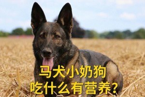 以阿拉斯加幼犬吃什么狗粮便宜？（经济实惠的狗粮选购指南）