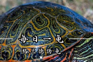 中国本土已知的龟品种盘点（探秘中国丰富多样的龟类物种）