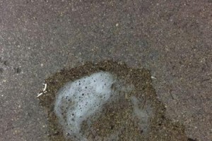 泰迪为什么经常呕吐？（探寻泰迪呕吐的原因和解决方法）