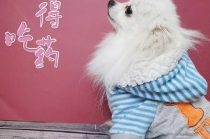 如何预防杜宾犬触电（让宠物安全健康，从预防杜宾犬触电开始）