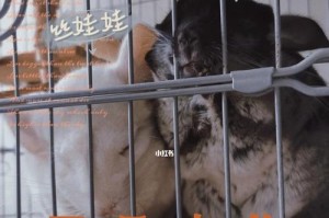 如何饲养丝绒黑龙猫（了解丝绒黑龙猫的习性和需求，让你的宠物健康快乐成长）