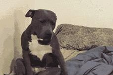 狗狗睡觉的10个秘密（揭秘你不知道的关于狗狗睡觉的奥秘）