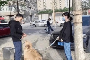 如何正确训练你的金毛犬？（以日常为基础，让你的宠物更聪明、更听话！）