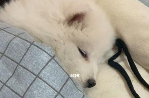 宠物狗拉肚子怎么办（以拳师犬为例，详解应对措施）