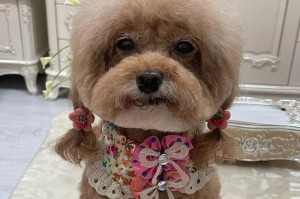 刚刚出生的狗狗该吃什么？（为宝宝狗狗提供健康的饮食）