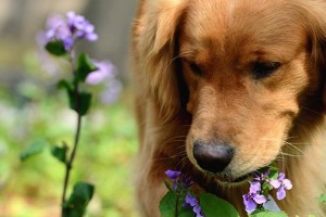 了解金毛犬的各项特征标准（从外表到性格，掌握金毛犬最全面的信息）