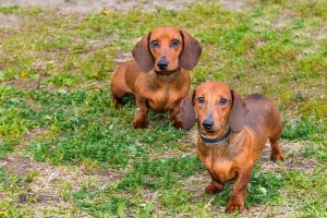 如何为腊肠犬做美容（宠物腊肠犬美容的技巧和方法，让你的狗狗更加可爱和健康）