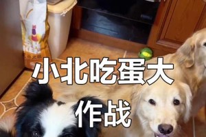 狗狗的饮食之谜（探究鸡蛋对狗狗的影响以及适宜喂食的方法）