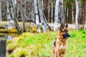 如何训练德国牧羊犬翻滚技巧（以宠物为主，让你的德国牧羊犬成为翻滚高手）