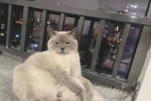 猫咪的优雅坐姿之美（探索猫咪坐姿的奥秘及其意义）