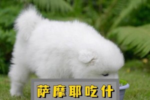 萨摩耶发育期间的饮食需求（萨摩耶发育期间的营养需求及饮食安排）