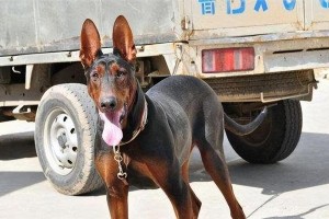 如何养护莱州红犬幼犬（以宠物为主，详解15个注意事项，让您的小狗健康成长）