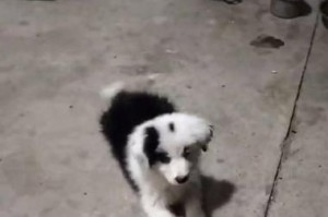 如何科学饲养奇努克犬（宠物犬奇努克的喂养与保健）
