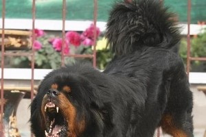 藏獒排第五的十大猛犬（了解这些猛犬，让你更了解宠物世界）