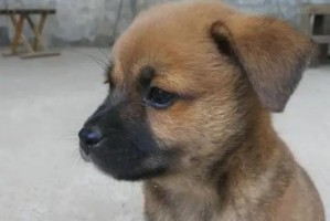 田园犬（与大自然融为一体的犬种）