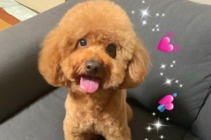 泰迪犬为什么会在冬天变得胖？（探究泰迪犬冬天发胖的原因及解决办法）