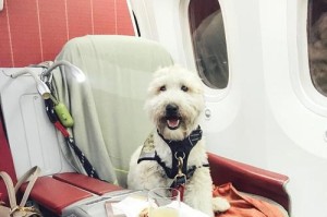 空运狗回来的注意事项（让你的宠物狗安全、舒适地回家）