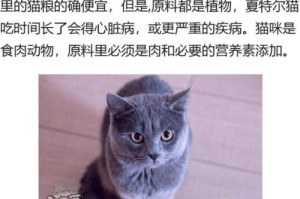 如何科学地饲养卡尔特猫（从生活环境到饮食起居，了解卡尔特猫的养护秘诀）