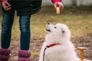 萌宠必备——以萨摩耶的饲养方法（从喂养到训练，全面解析如何给萨摩耶提供健康快乐的生活）